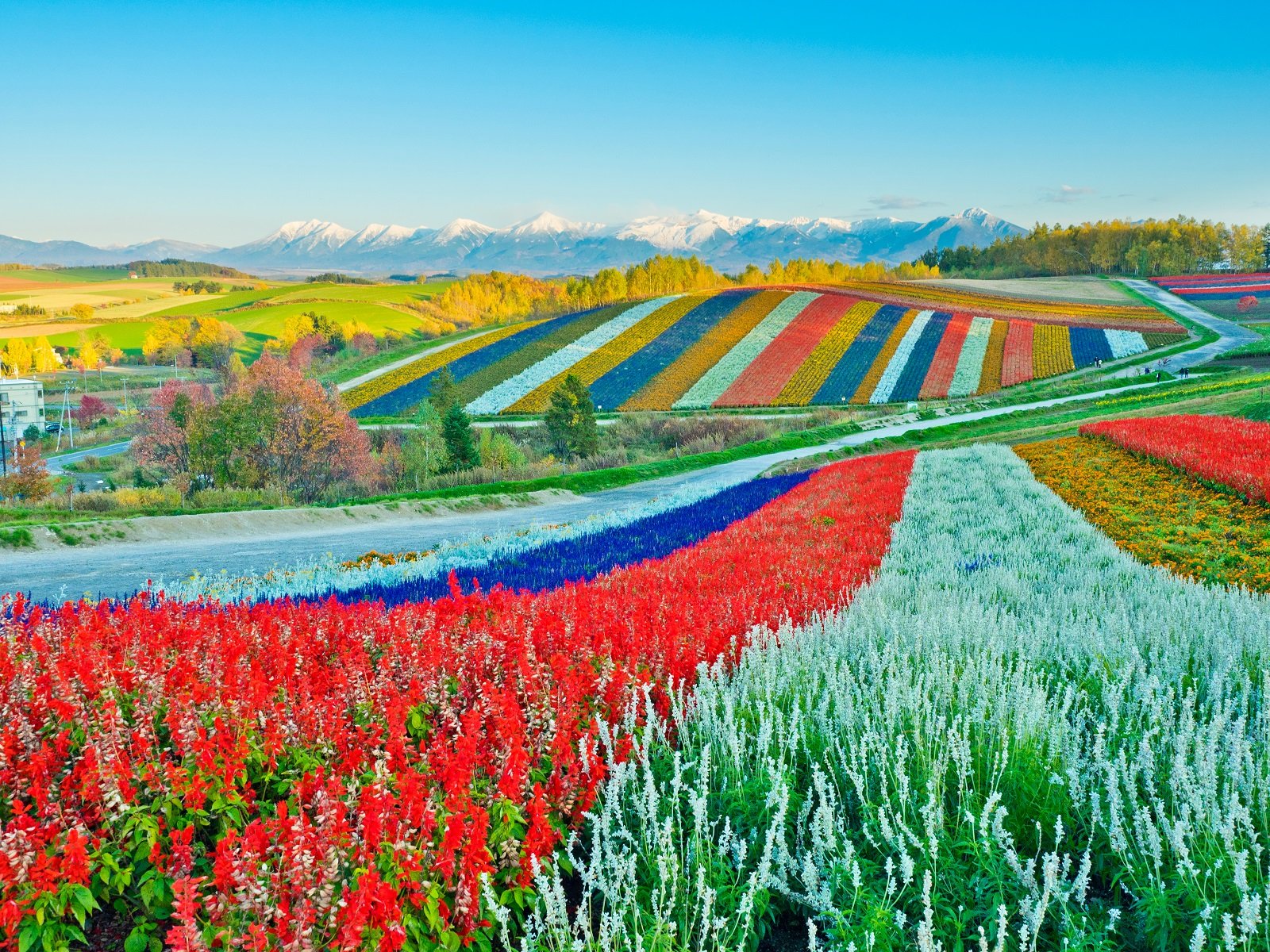 🏞️ 신에이 언덕 전망공원(신에이노오카 텐보코엔) 이미지 6